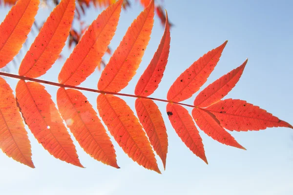 Bela folha de outono vermelho — Fotografia de Stock