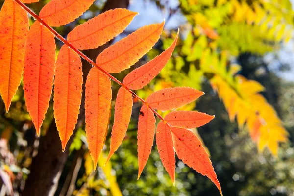Herfstbladeren op een boom — Stockfoto