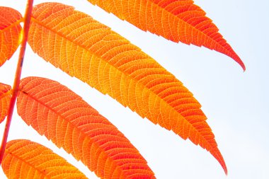 Kırmızı sonbahar yaprağı