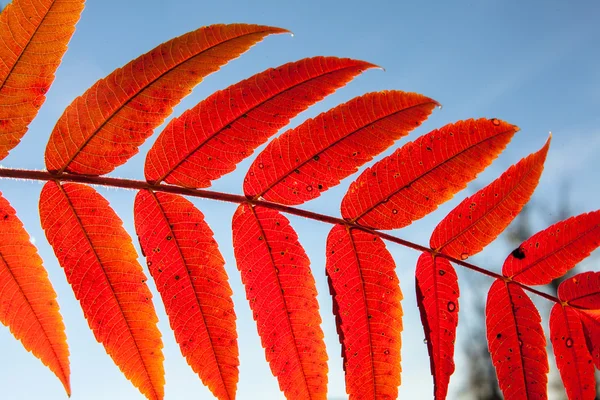 Folha de outono sobre o céu — Fotografia de Stock