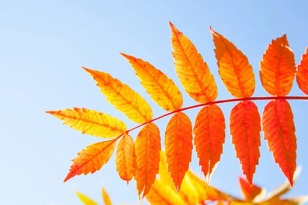 Outono Folhas sobre o céu — Fotografia de Stock