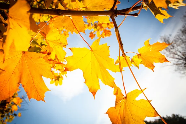 青い空に紅葉 — ストック写真