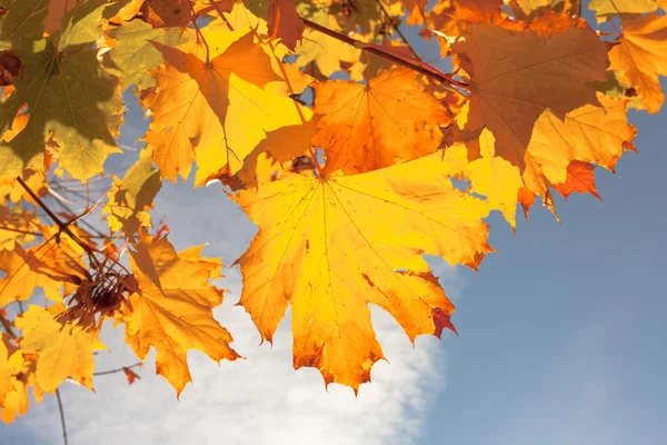 青い空に紅葉 — ストック写真