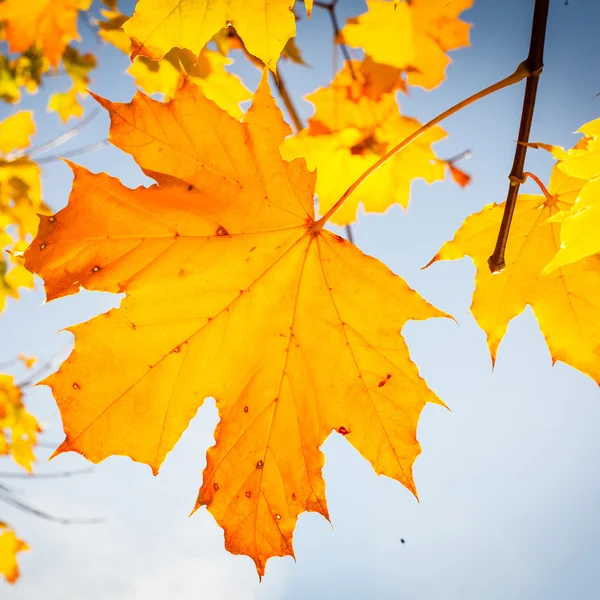 Mavi gökyüzünde sonbahar yaprağı — Stok fotoğraf