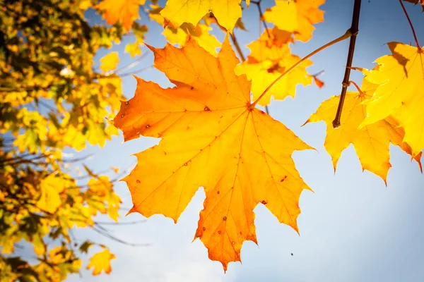 青い空に紅葉 — ストック写真