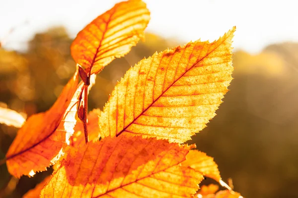 Autumn leaves on a tree — Stock Photo, Image