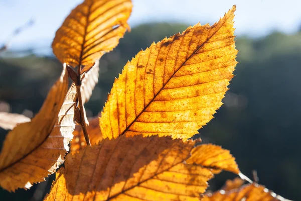 Folhas de outono em uma árvore — Fotografia de Stock