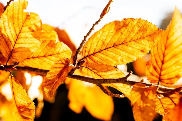 Folhas de outono em uma árvore — Fotografia de Stock