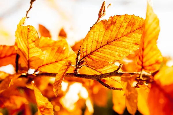 Herfstbladeren op een boom — Stockfoto