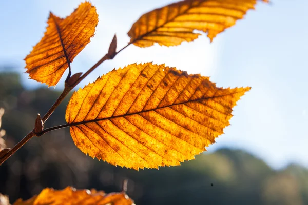 Folhas de outono em uma árvore — Fotografia de Stock