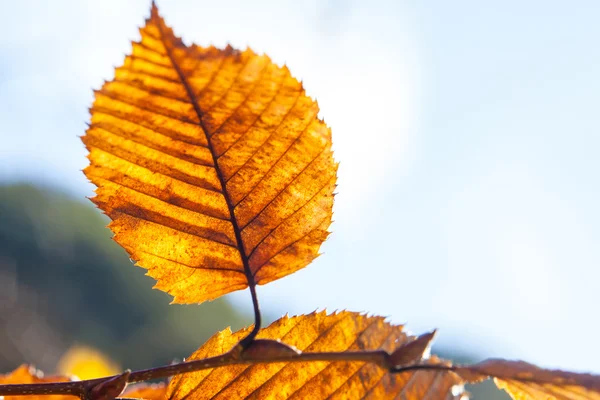 Folhas de outono em uma árvore — Fotografia de Stock