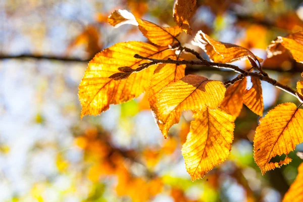 Folhas de outono em uma árvore — Fotografia de Stock