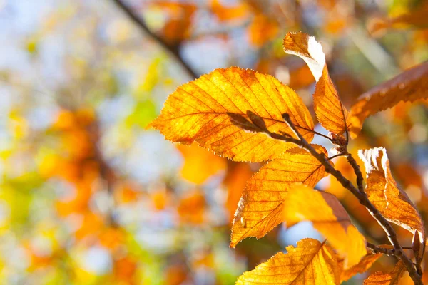 Folhas de outono em uma árvore — Fotografia de Stock
