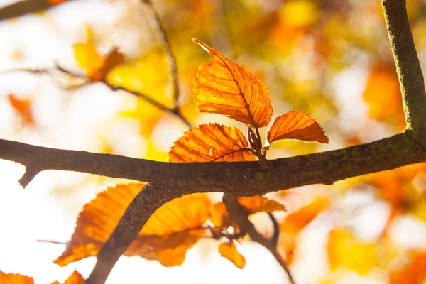 Hojas de otoño en un árbol — Foto de Stock