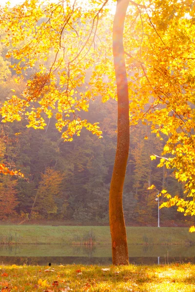 Park in Kiev — Stockfoto