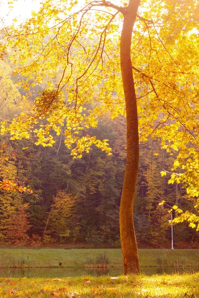 Park in Kiev — Stock Photo, Image