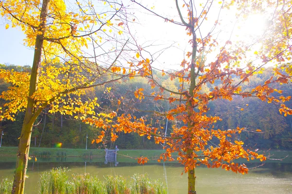 Herbstpark — Stockfoto