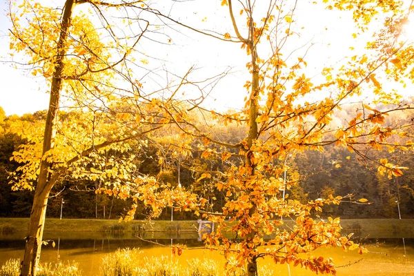 Park in Kiev — Stockfoto