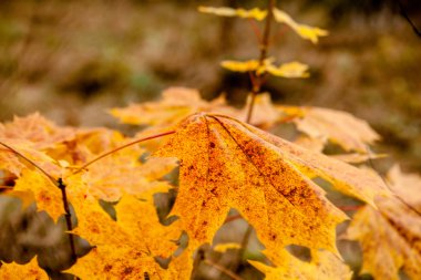 Sonbahar akçaağaç yaprakları