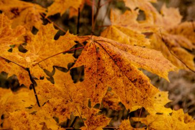 Sonbahar akçaağaç yaprakları