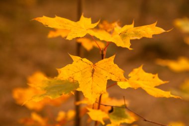 Sonbahar akçaağaç yaprakları