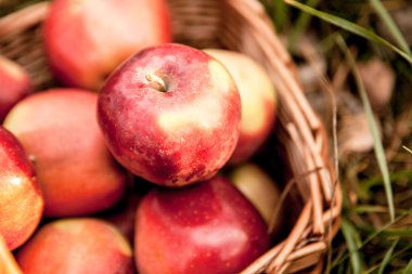 Olgun elma elma sepeti