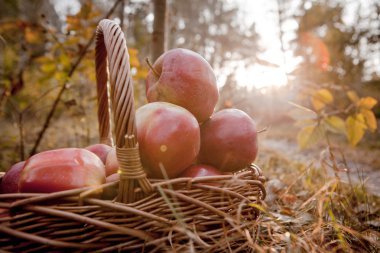 Olgun elma elma sepeti