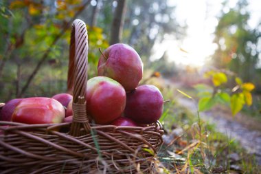 Taze hasat elma. Doğa Tema kırmızı üzüm ve sepeti