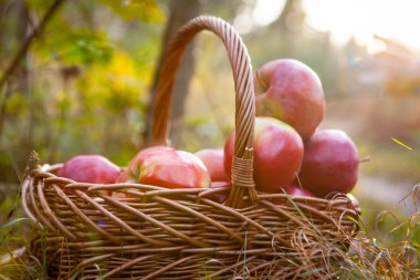 Olgun elma elma sepeti