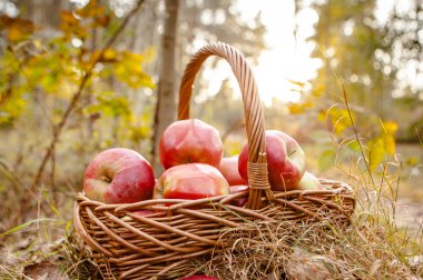 Olgun elma elma sepeti