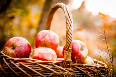 Olgun elma elma sepeti