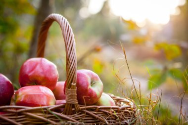 Olgun elma elma sepeti