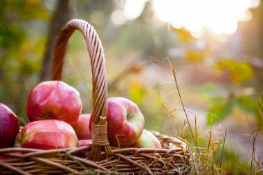 Olgun elma elma sepeti