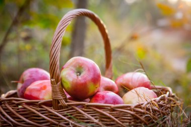 Olgun elma elma sepeti