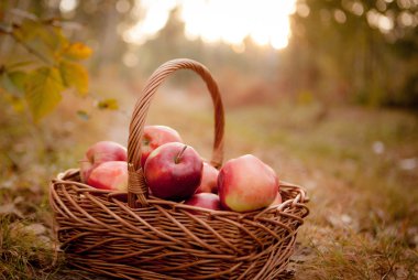 Olgun elma elma sepeti