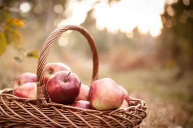 Olgun elma elma sepeti