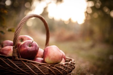 Olgun elma elma sepeti