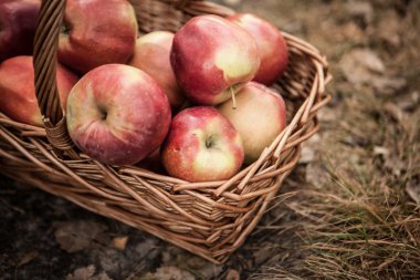 Olgun elma elma sepeti