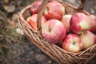 Olgun elma elma sepeti