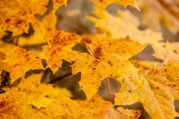 紅葉 — ストック写真