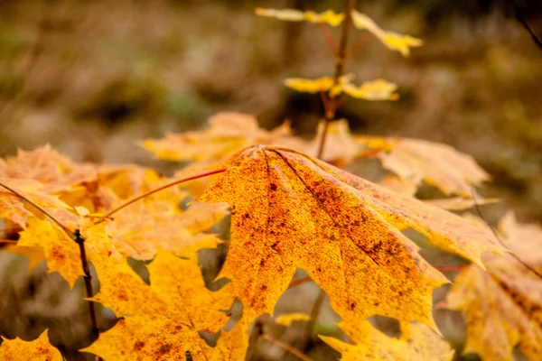 Feuilles d'érable d'automne — Photo