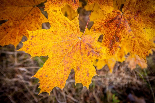 Feuilles d'érable d'automne — Photo