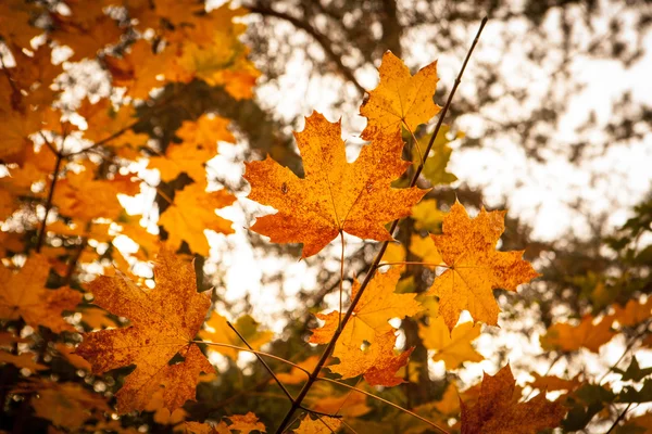 Autumn maple leaves — Stock Photo, Image