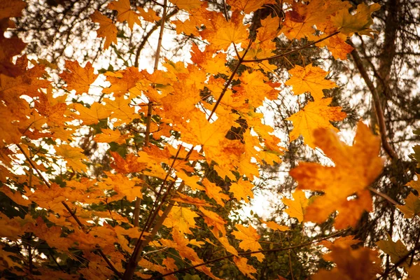 Autumn maple leaves — Stock Photo, Image