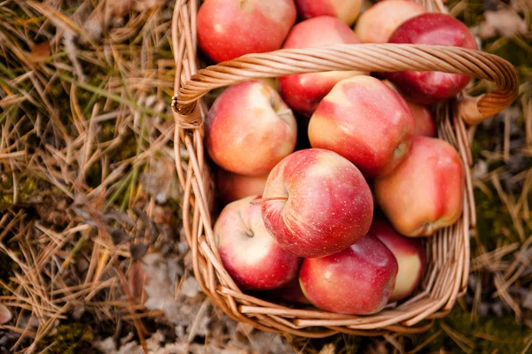 Ripe apples apples in basket — Stock Photo, Image