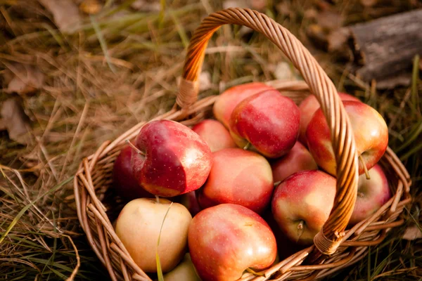 Ripe apples apples in basket — Stock Photo, Image