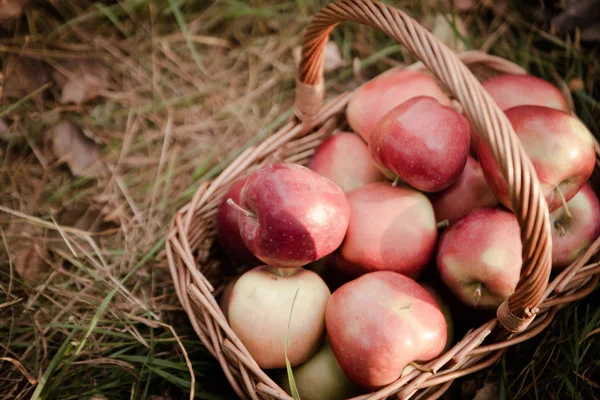 Ripe apples apples in basket — Stock Photo, Image