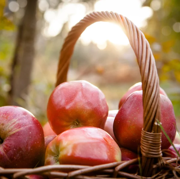 Ripe apples apples in basket — Stock Photo, Image