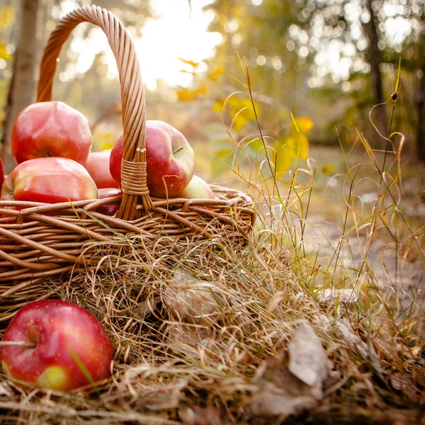 Mogna äpplen äpplen i korgen — Stockfoto
