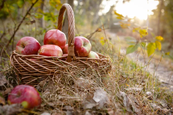 Ripe apples apples in basket — Stock Photo, Image